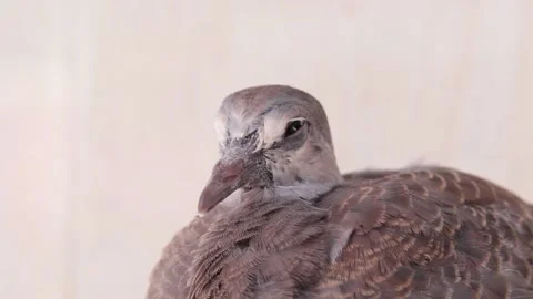 Zebra dove Stock Footage 171364388