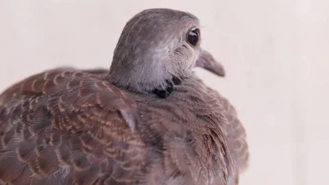 Zebra dove Stock Footage 171364391