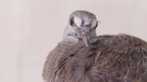 Zebra dove Stock Footage 171364393