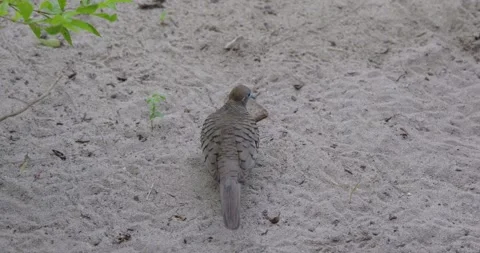 Zebra Dove Foraging and Pecking at a Cracker on a Sandy Beach in Tahiti 스톡 동영상 334280397
