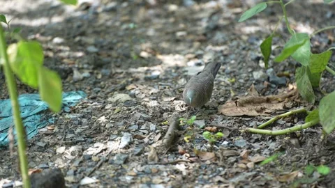 A zebra dove foraging on the ground among gravel Stock Footage 339066378