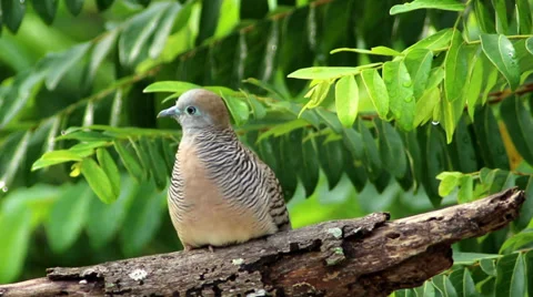 Zebra Dove (Geopelia striata) Stock Footage 32169361