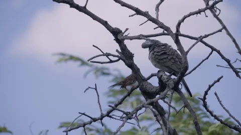 Zebra dove nested on a tree branch while preening feathers Stock Footage 339314880