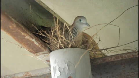 Zebra dove nesting Video stock 27489548