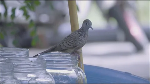Zebra dove perched on a betta fish tank before flying away Stock Footage 339314483