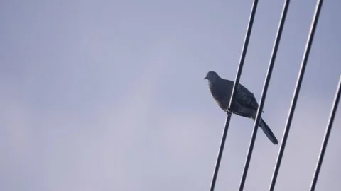 Zebra dove perched on a power line cooing and singing rapidly Video stock 339315018