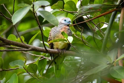 Zebra Dove perched on tree branch in tropical forest Foto stock