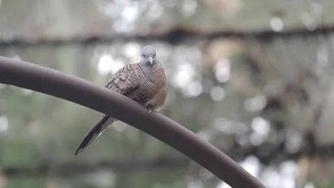 Zebra dove perching on branch looking around with soft focus background motio Stock Footage 332263245