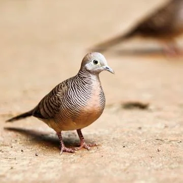 Zebra Dove Stock Photos
