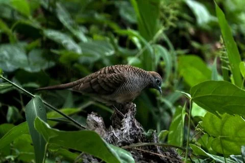 Zebra dove 스톡 사진