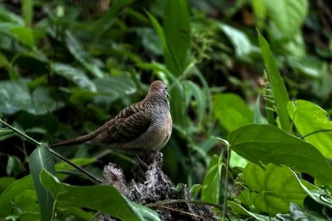 Zebra dove 스톡 사진