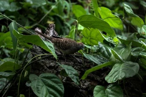 Zebra dove 스톡 사진