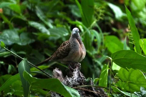 Zebra dove 스톡 사진