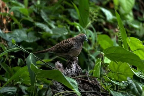Zebra dove 스톡 사진