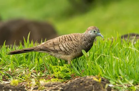 Zebra dove Stock Photos