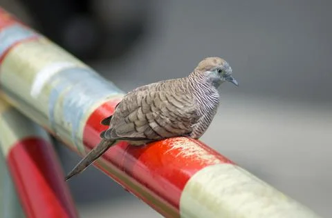 Zebra dove Stock Photos