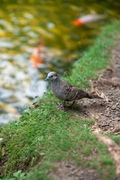 Zebra Dove Stock Photos