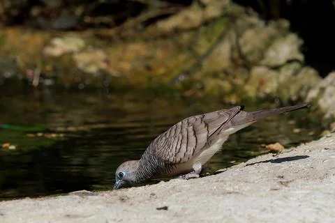 Zebra dove Fotos Stock