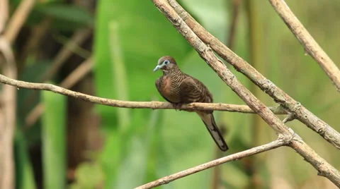 Zebra Dove Preening Stock Footage 38527099