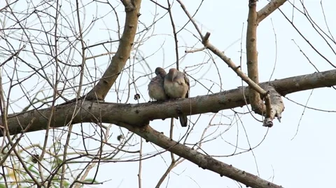 Zebra Dove Preening in Pair Stock Footage 46055745