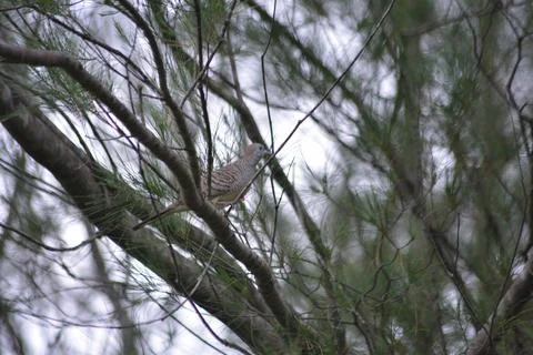 Zebra dove side profile perched on branch in forest Foto stock
