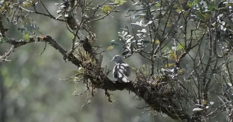 Zebra Dove taking off from Ohia Tree Stock Footage 228753986