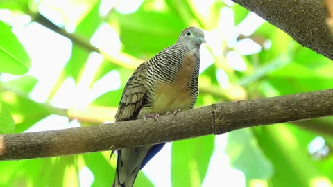 Zebra dove on a tree 스톡 동영상 291301359