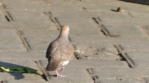 Zebra dove walking on paved stone pathway, handheld documentary footage fea.. Vídeos de archivo 345198578