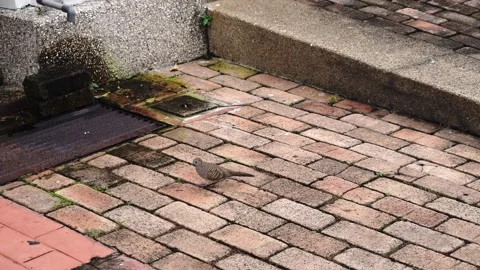 A zebra dove walks on weathered brick paving next to a concrete curb and a Stock Footage 345722779
