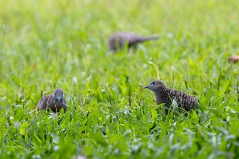 Zebra Doves foraging in green grass in Thailand Stock Photos