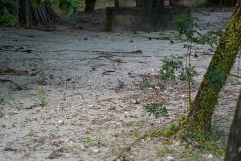 Zebra Doves Foraging on Sandy Ground Stock Photos
