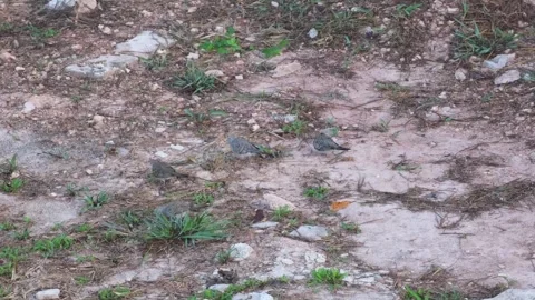 Zebra Doves Group Foraging and Flock Departure, Palawan Vidéo 339080120