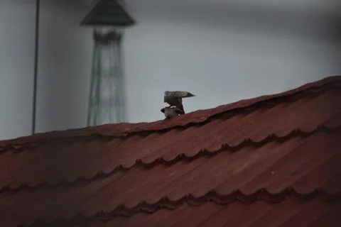 Zebra doves mounting behavior on rooftop Stock Photos
