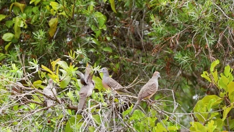 Zebra Doves Perched on Tree Branches in Ayutthaya Thailand Stock Footage 338319181