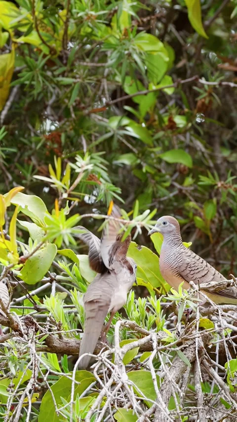 Zebra Doves Perched on Tropical Tree Branches in Thailand Stock Footage 340381635