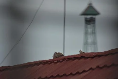 Zebra doves touching beaks on rooftop Stock Photos