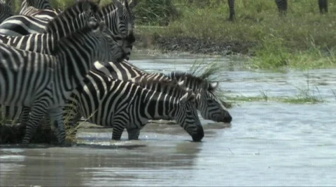 Zebra drinking Stock Footage 607224