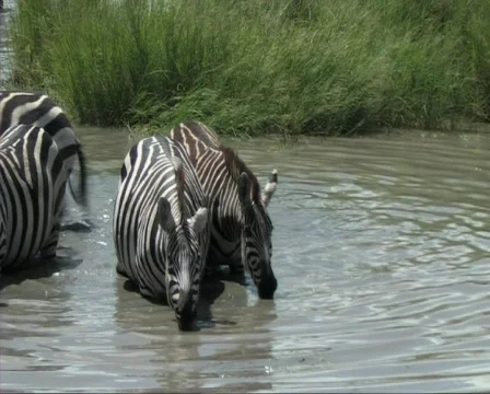 Zebra drinking Stock Footage 610391