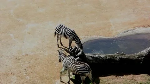 Zebra drinking Video stock 20484245