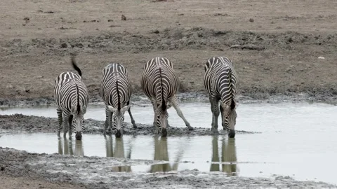 Zebra Drinking From Muddy Waterhole Stock Footage 156327115