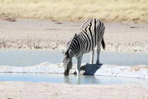 A Zebra drinking Foto stock