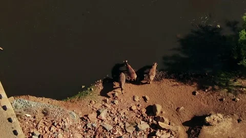Zebra drinking at rivers edge, wildlife Stock-Footage 133549569