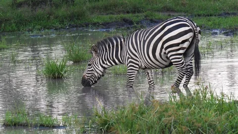 Zebra  drinking water Stock-Footage 101550846