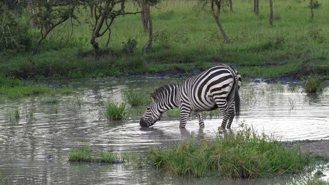 Zebra  drinking water Stock-Footage 101550906