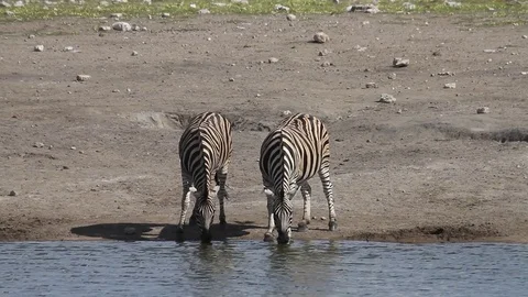 Zebra drinking at a water hole Vídeo Stock 76793716