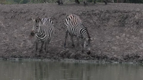 Zebra drinking at a water hole in Lake Mburo National Park, Uganda 스톡 동영상 331534489