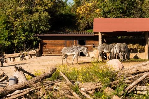 Zebra drinking water on the ranch, on the background of a stable on a sunny day. Stock Photos