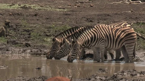 Zebra drinking at waterhole Video stock 84283873