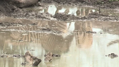 Zebra drinking at waterhole Video stock 84293029