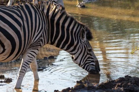 Zebra drinking at a waterhole Stock Photos